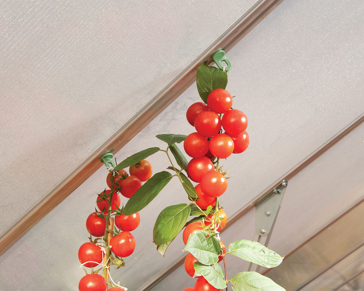 Canopia By Palram Greenhouse plant hangers kit